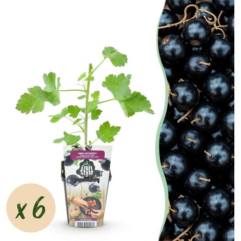 Jostaberry Ribes Jostabes - Lot de 6 Plantes Fruitières Rustiques - Pot de 9 cm - Cassis et Groseille - PANGIVO (1/5)