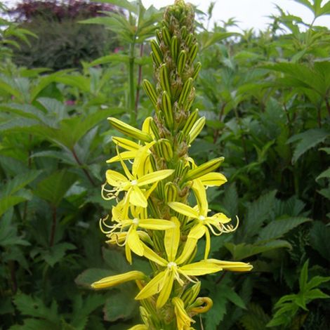 4 x Bâton de Jacob - Asphodeline lutea - godet 9x9 cm (1/4)
