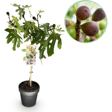 Figuier sur Tige Ficus carica Little Miss Figgy pour Terrasse et Balcon Pot 19cm Hauteur 90cm - PANGIVO (1/5)