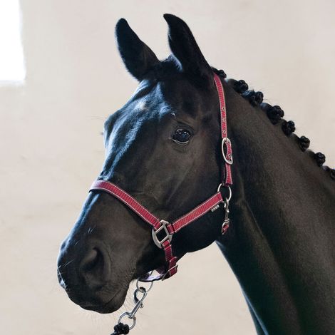 Horse Guard RIO Halfter - korallenfarben - Pony-Fohlen (1/2)