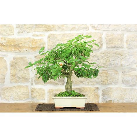 Bonsai di Lantana Camara (38) (1/5)