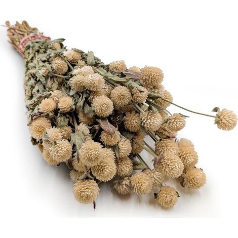 Gomphrena globulus seca (Globular Eternal) - Blanca
