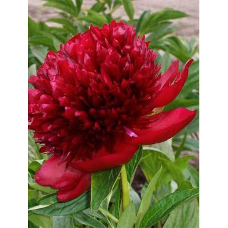 Pivoine de Chine 'Red Charm' Pot de 3L/4L
