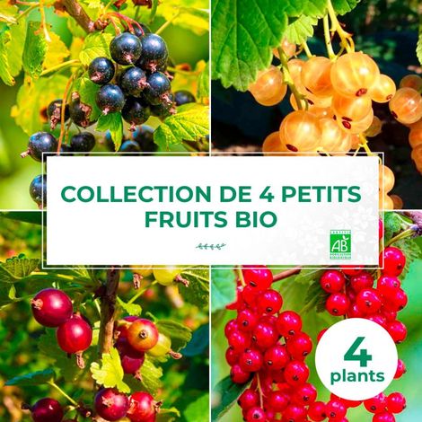 Collection 4 Petits Fruits BIO (1/2)