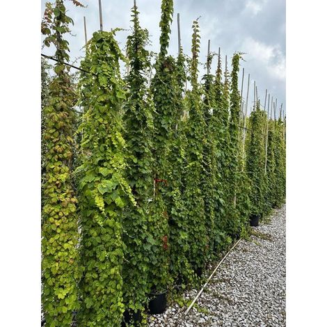 Gardenaria Parthenocissus tricuspidata 'Veitchii' - Pianta rampicante ornamentale da esterno - Altezza: 100/125 cm (vaso19)