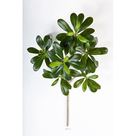 Branche de Pittisporum artificiel H 40 cm 66 feuilles