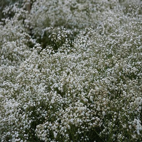 1200 Graines de gypsophile (Brouillard), Plante à fleurs pour bouquets et massifs – Facile à cultiver – Idéal pour jardin et extérieur (1/4)