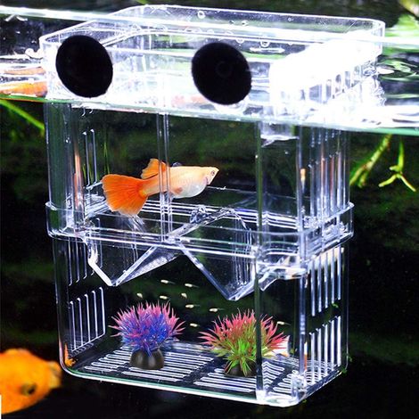 1 Boîte D'élevage, Acrylique, Double Couche, Isolateur, Ventouses, Aquarium (1/5)