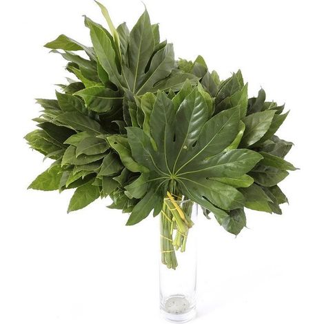 Aralias  Flor Natural  Ramo de 50 tallos  Verde  30cm de alto (1/5)