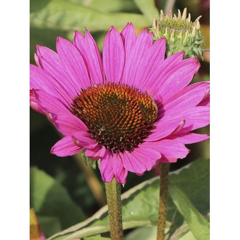 Rudbeckia 'Robin Hood' Godet de 8/9 cm (1/3)