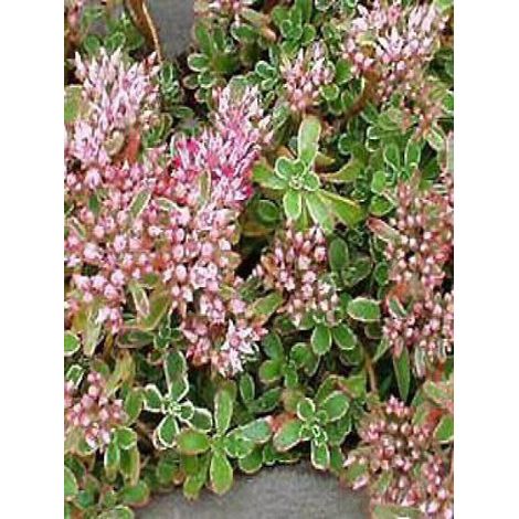 Orpin spurium 'Variegatum' Godet de 8/9 cm (1/3)