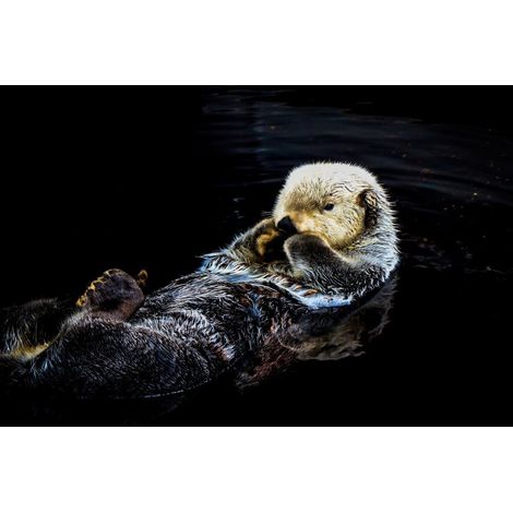 Tableau sur toile loutre 30x45 cm - Impression sur Toile Murale Décorative - Image imprimée en HD sur Toile - Toile sur Châssis en Bois FSC - Fabriqué en France (1/5)