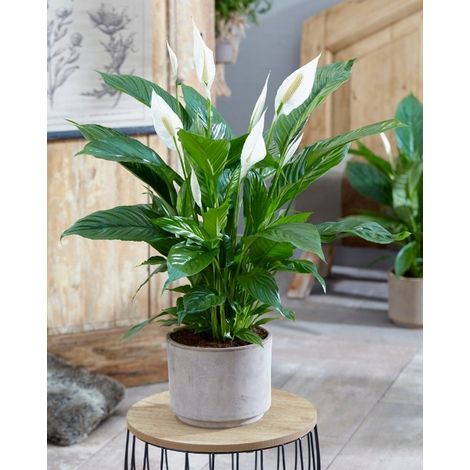1 PIANTA DI SPATHIPHYLLUM VIVALDI BIANCO VASO 17CM SPATIFILLO PIANTA DA APPARTAMENTO