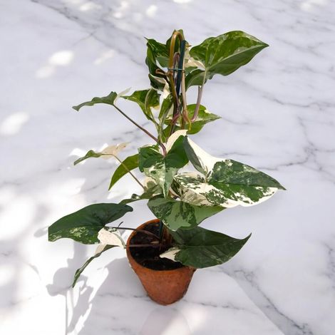 Gardenaria Syngonium variegata 'Alba' - Pianta da interno ornamentale - Altezza: 40 cm (vaso 13) (1/5)