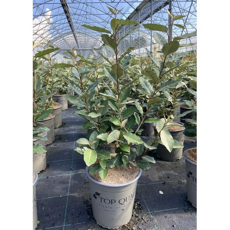 Gardenaria Elaeagnus × ebbingei 'Compacta' - Arbusto ornamentale da giardino - Altezza: 40/60 cm (vaso19) (1/4)
