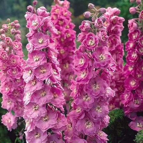 4 x Pied d'Alouette belladone  - Delphinium 'Astolat'  - godet (1/4)