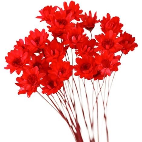30 Pièces Marguerites Séchées Naturelles pour Décoration Maison Solide Fleurs Délicates Rouges, pour Compositions et Accessoires Photo (1/5)