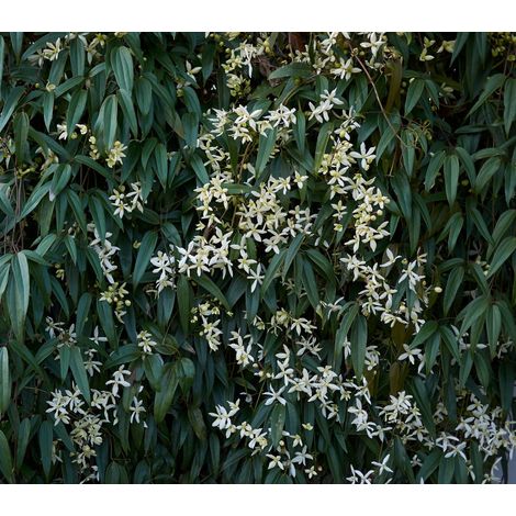 Gardenaria Clematis armandii 'Snowdrift' - Pianta rampicante ornamentale da esterno - Altezza: 100/125 cm (vaso19) (1/3)