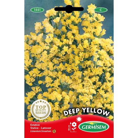 Graines Statice DEEP YELLOW