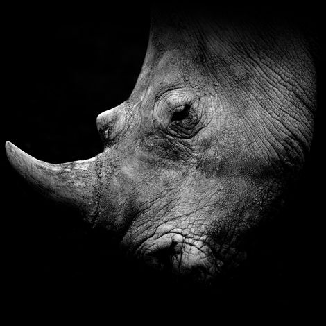 Tableau sur toile portrait rhinocéros de profil 30x30 cm - Impression sur Toile Murale Décorative - Image imprimée en HD sur Toile - Toile sur Châssis en Bois FSC - Fabriqué en France (1/5)
