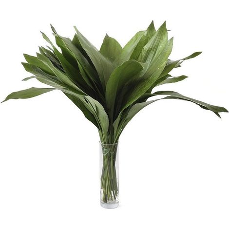Aspidistras Flor Natural Ramo de 50 tallos Verde 70cm de alto