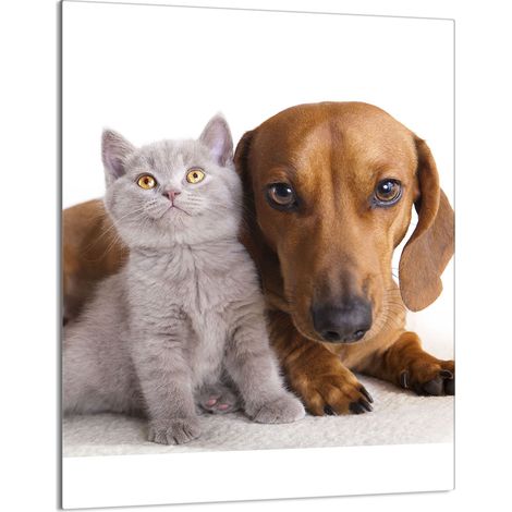 Glasschneidebrett 40x52 Tiere (1/5)
