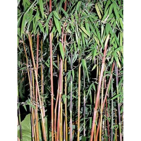 Fargesia 'Jiu' Pot de 7,5L/10L (1/4)