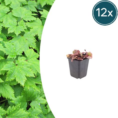 Lot de 12 Tiarella cordifolia Fleur de Mousse Couvre-sol Ombre Fleurs Blanches Pot Ø9cm 10-25cm - PANGIVO (1/5)