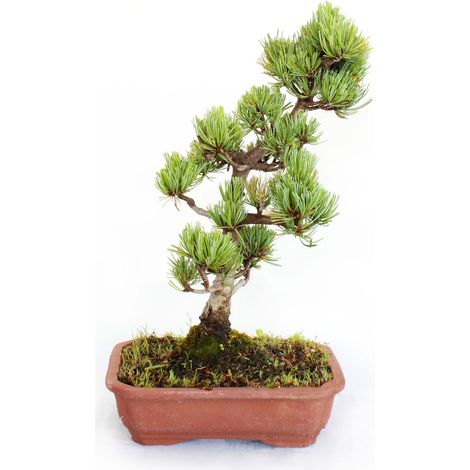 Bonsai Pinus Parviflora Pentaphylla Giapponese - H 30-40 cm Vaso Ø 21 cm