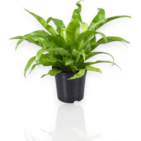 Gardenaria Asplenium antiquum - Pianta da interno ornamentale - Altezza: 25 cm (vaso 12) (1/5)