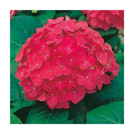 HORTENSIA ROUGE - LE GODET - Arbre & Arbuste