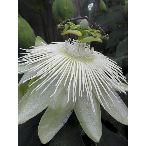Passiflore 'Snow Queen' Pot de 2L/3L 60/70cm