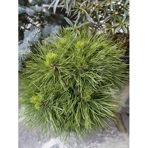 Pin de montagne 'Varella' Pot de 7,5L/10L (1/5)