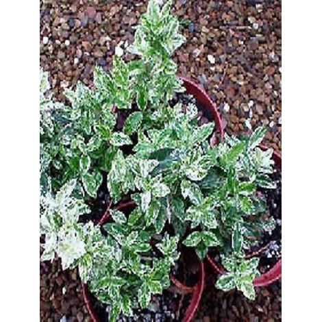 Fusain persistant 'Harlequin' Godet de 8/9 cm
