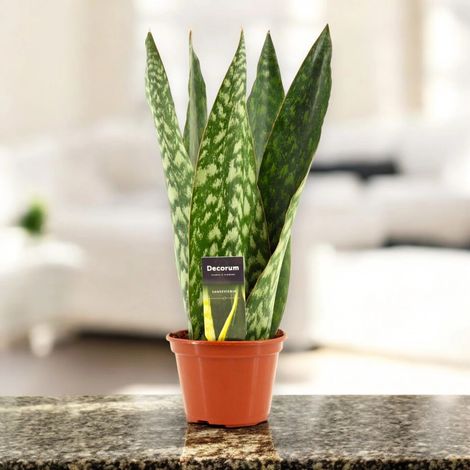 Gardenaria Sansevieria jamaiquina 'Queen' - Pianta da interno ornamentale - Altezza: 30 cm (vaso 14) (1/5)
