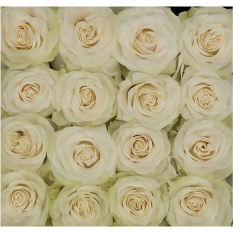 Rosas Variadas Flor Natural Ramo de 12 tallos 60cm de alto