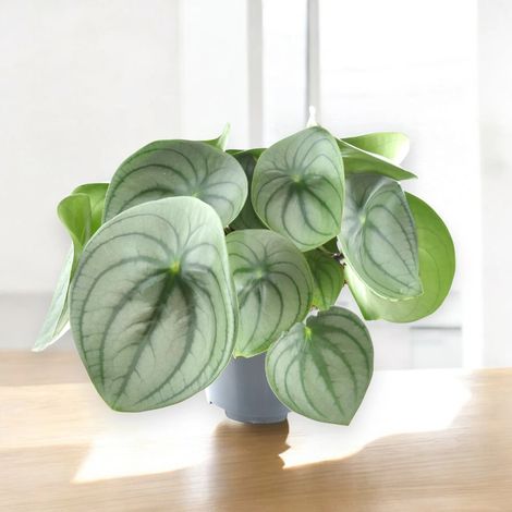 Gardenaria Peperomia watermelon big - Pianta da interno ornamentale - Altezza: 25 cm (vaso 14) (1/5)