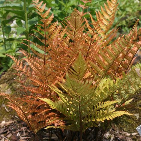 FELCE DRYOPTERIS ERYTHROSORA VASO 12CM