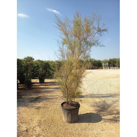 TAMARIX RAMOSISSIMA CESP.60 Lt.90