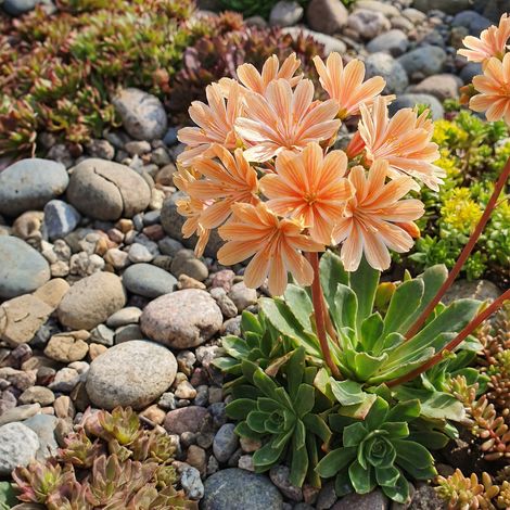 Bloomique - Lot de 3 - Lewisia Cotyledon Elise - Léwisie - Floraison abondante - Rustique - Vivace - Hauteur 10-20 cm - Pot 9 cm