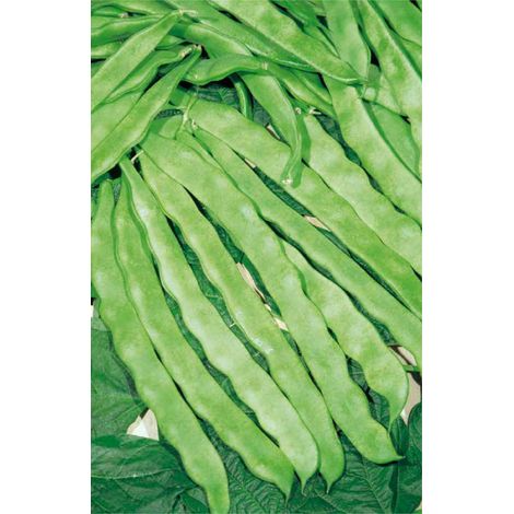 Graines de Haricot à Rames 100 g Multicolore (1/3)
