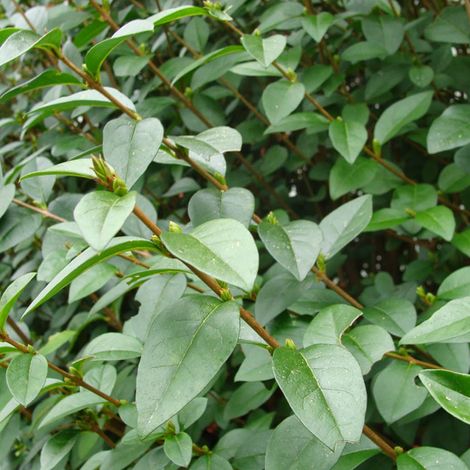 Troène de Californie - Ligustrum ovalifolium  - 60-80 cm pot (1/4)