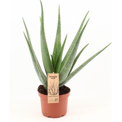 Aloe Vera - Plante d'Intérieur Verte et Succulente - Pot de Ø19 cm - Hauteur 70 cm - PANGIVO