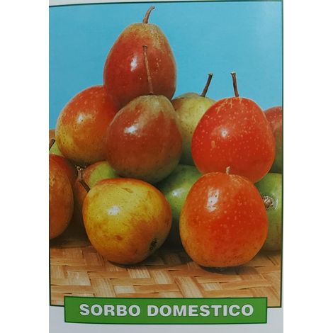 Sorbo Domestico - pianta di 3 anni