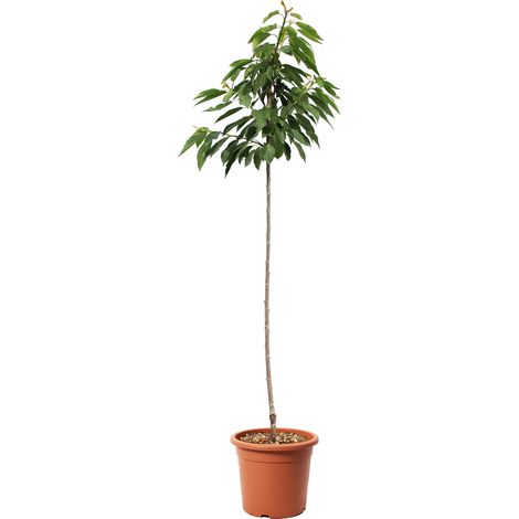Pianta di Ciliegio Bigarreau Burlat - Alberello da Frutto Ciliegia - Vaso Ø 24 cm