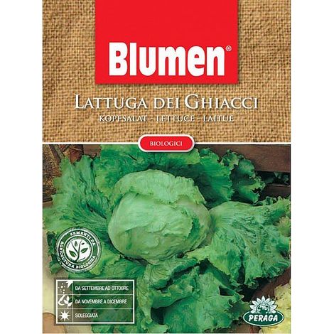 SEMI DI LATTUGA DEI GHIACCI ICEBERG BIOLOGICA (1/2)