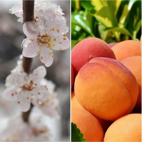 Frutal Albaricoque Paviot. Frutos Grandes. 80 - 100 Cm
