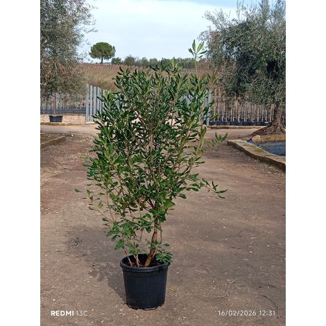 PITTOSPORUM TOBIRA TOUFFE 40