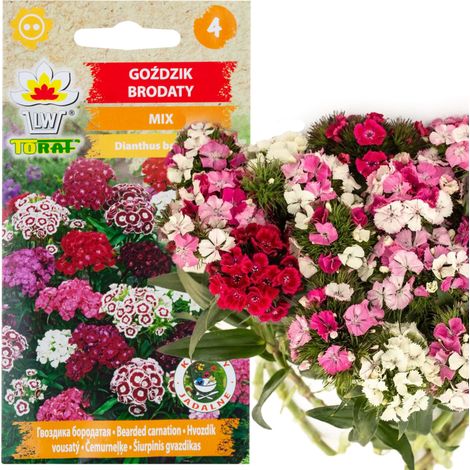 R0739 Nelkenmischung 1 g Blumensamen mehrfarbige Nelken