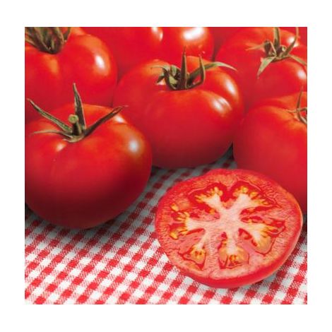 TOMATE FOURNAISE HF1 - 25 SEMENCES - GRAINES DE LEGUMES